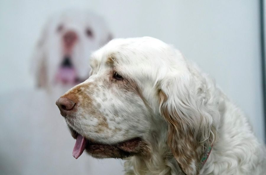 Fotos: Perros de competición en el encuentro canino más selecto