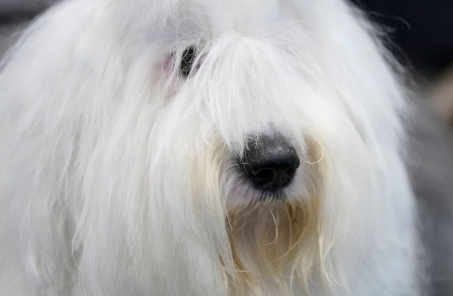 Fotos: Perros de competición en el encuentro canino más selecto