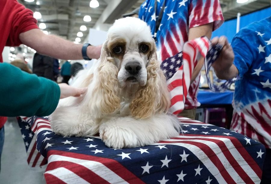 Fotos: Perros de competición en el encuentro canino más selecto