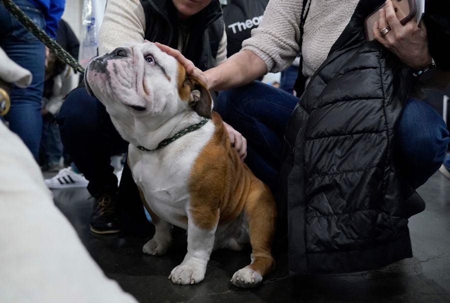 Fotos: Perros de competición en el encuentro canino más selecto