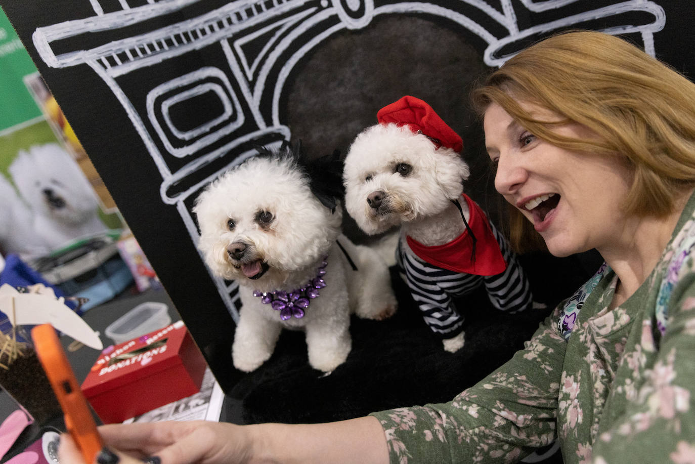 Fotos: Perros de competición en el encuentro canino más selecto