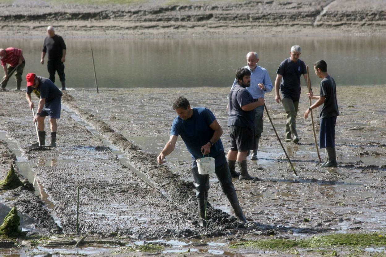 Labores de siembra de almejas en la ría de Villaviciosa en 2013. 