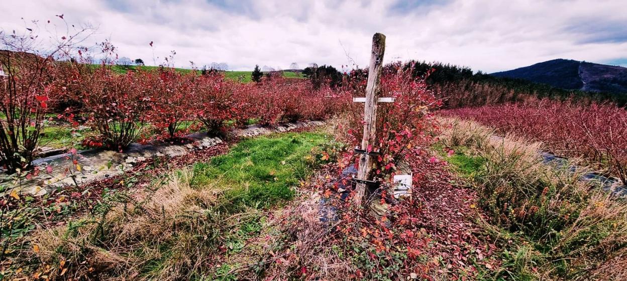 La plantación de arándanos inutilizada en el Alto del Forcayao, en Tineo. 