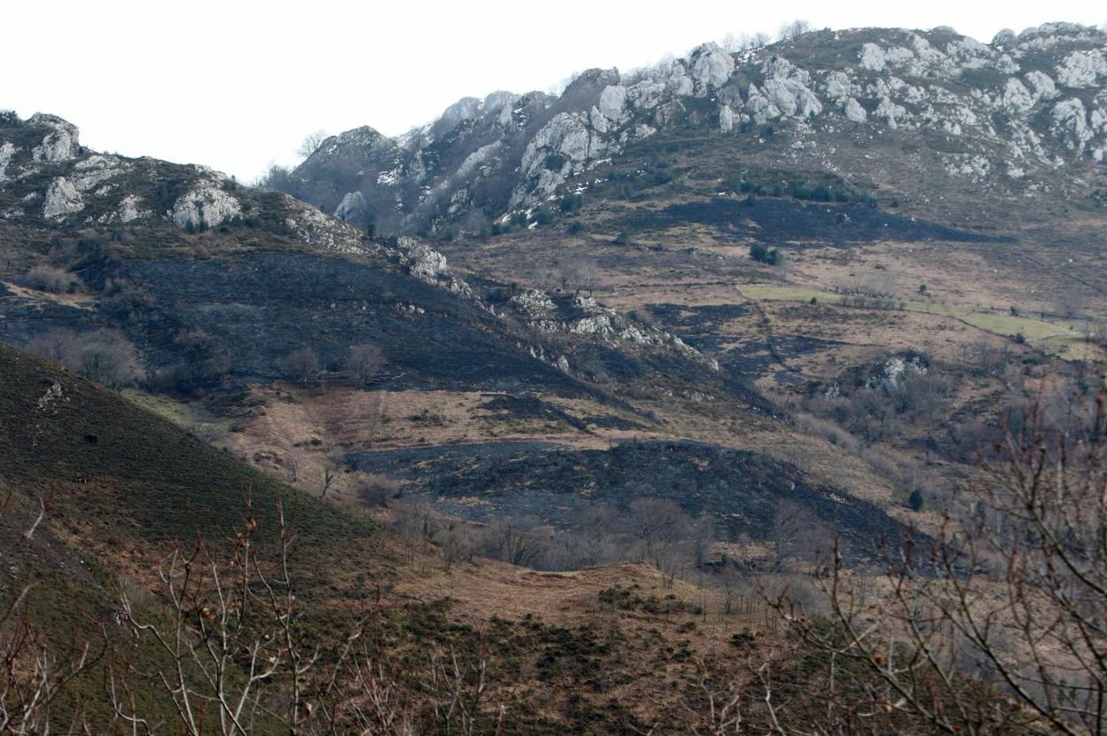 Terreno calcinado tras el incendio que se registró en la Colladona, en el concejo de Aller. 