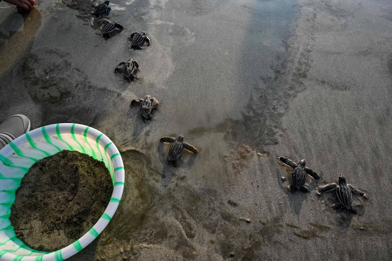Fotos: Las tortugas marinas más grandes del mundo vuelven al océano