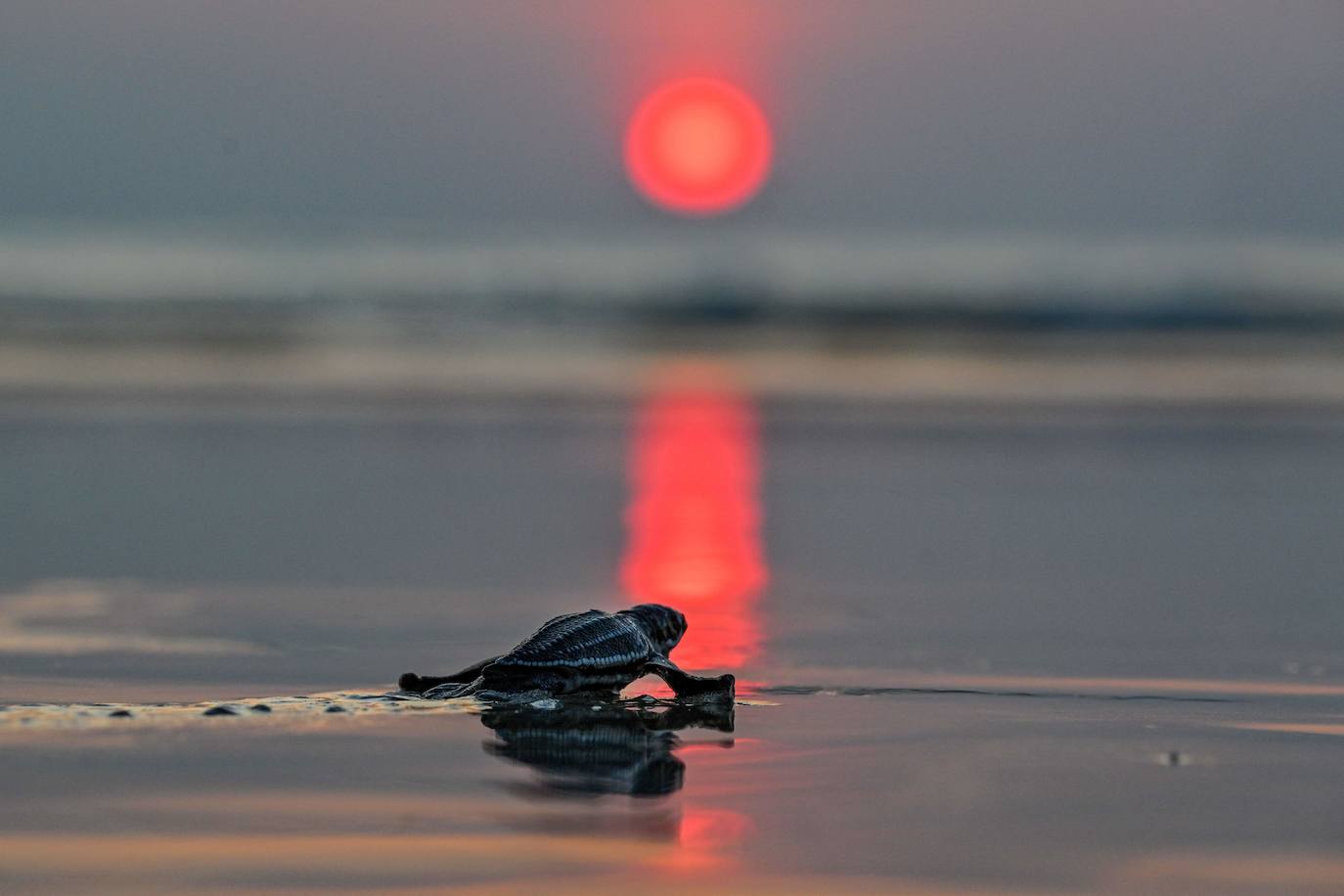 Fotos: Las tortugas marinas más grandes del mundo vuelven al océano