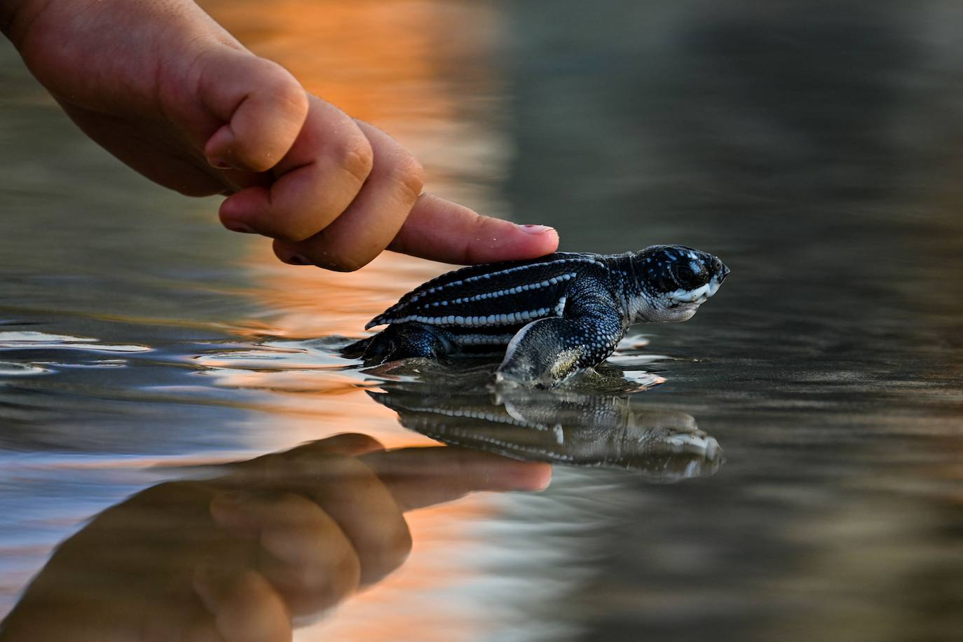 Fotos: Las tortugas marinas más grandes del mundo vuelven al océano