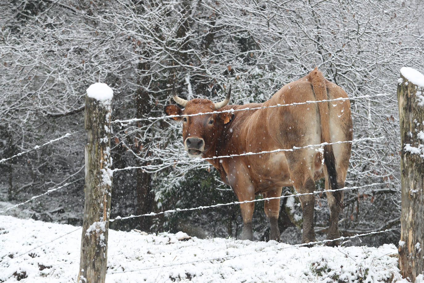 Fotos: Nieve y frío en Asturias