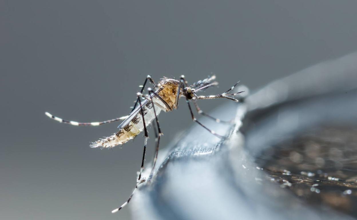 ¿Cómo se transmite el dengue, cuáles son sus síntomas y cómo debemos actuar si hemos contraído la enfermedad?