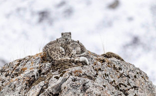 Vencedora en la categoría de Mundo Animal, 'Hermits in Snow Mountain'. 