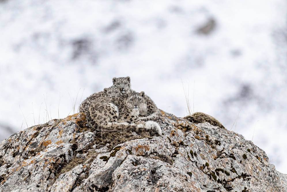 Vencedora en la categoría de Mundo Animal, 'Hermits in Snow Mountain'.