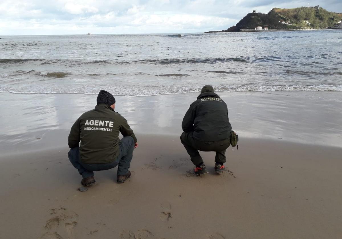 Dos agentes medioambientales, ayer, en la playa de Santa Marina.