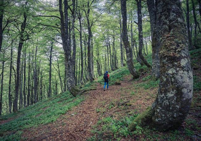 Los hayedos y los robledales profundos, así como las majadas de pastores, los collados y pueblos deshabitados son puertos en los que AsturiasXabaz recala a menudo