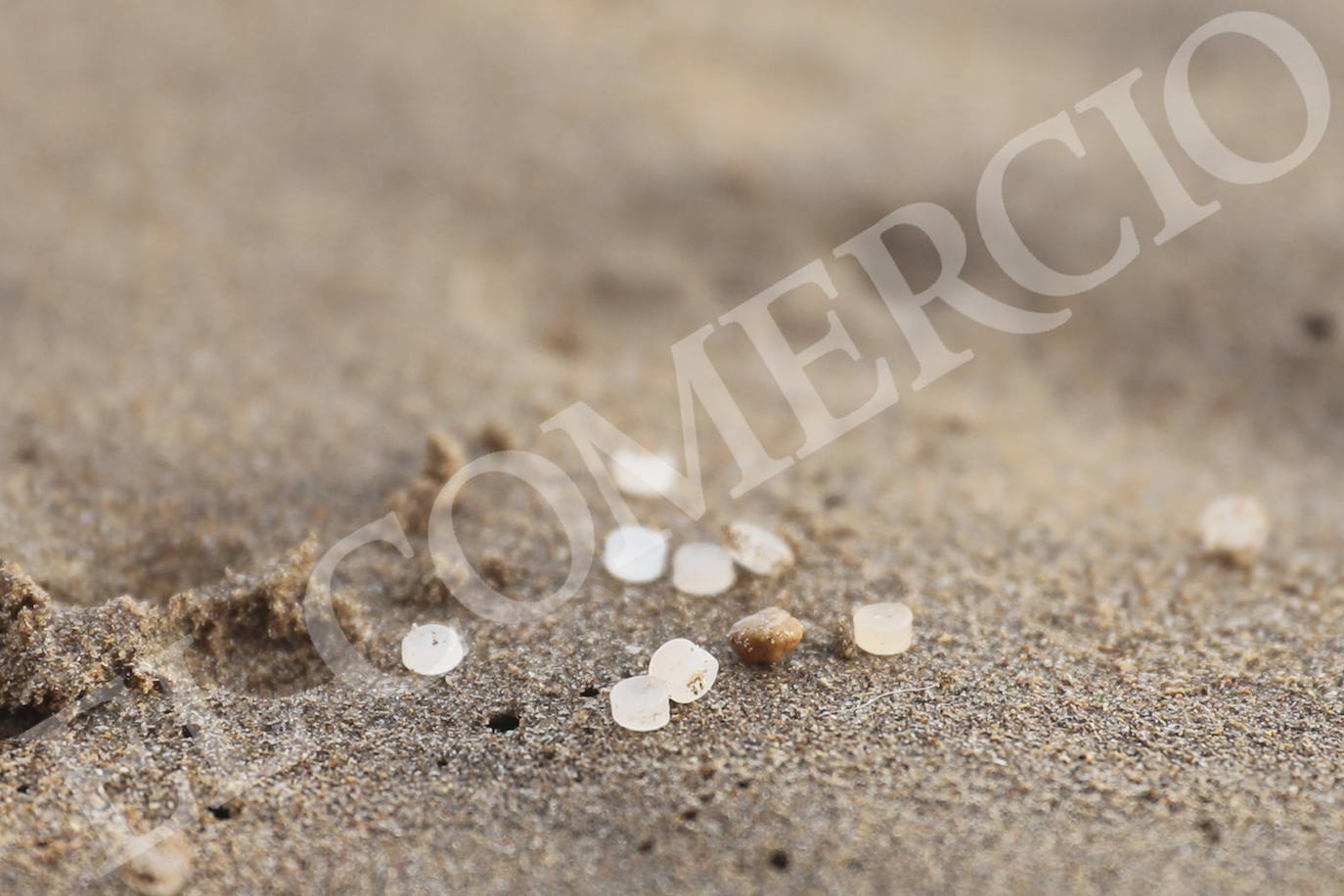 Operarios han recogido pellets de microplástico esta mañana en la playa de Candás. 