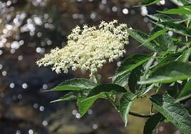 El sauco, la oportunidad que crece silvestre en Asturias