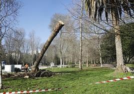 Un operario tala una gran palmera afectada por el picudo rojo en el parque de Isabel la Católica.