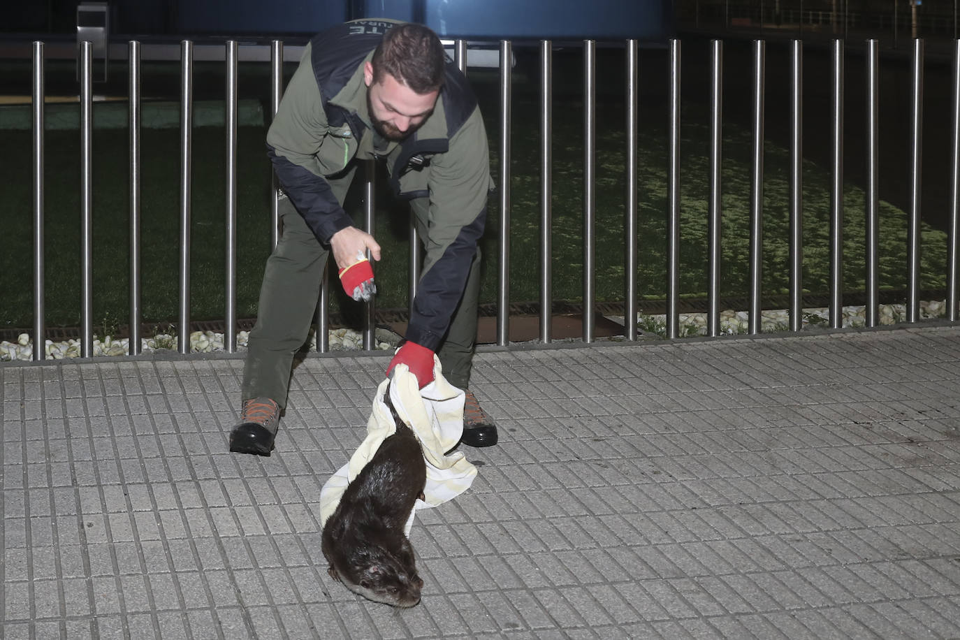 Detectan y extraen una nutria cerca del Tostaderu de Gijón