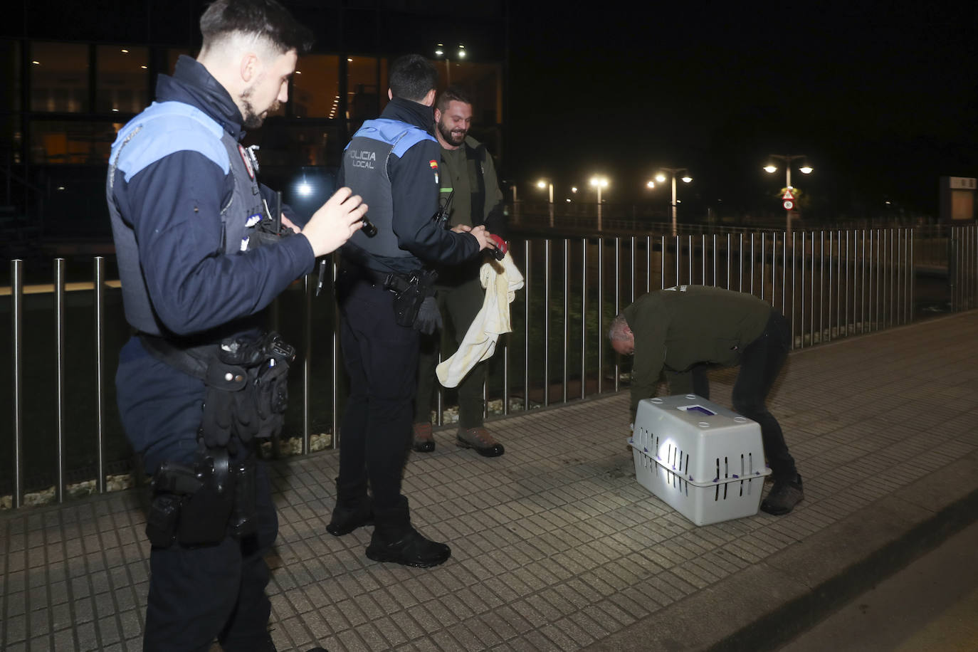 Detectan y extraen una nutria cerca del Tostaderu de Gijón