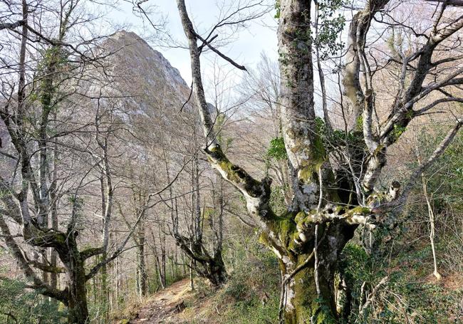 Peña Arpin asomando tras la cúpula del bosque sin hojas, muy cerca de la Foz Grande