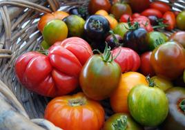 Tomates ecológicos.