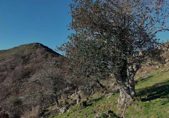 Pico Cunio, ya muy cerca desde la majada Cunio