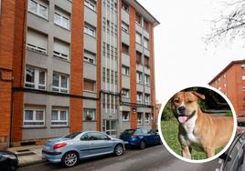 El ataque del perro a sus dueños se produjo en el barrio de Contrueces.