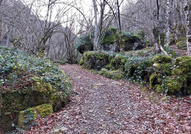 Cuesta del Acebal, uno de los caminos boscosos, dominados por las hayas, que se recorren para alcanzar el Campigüeños