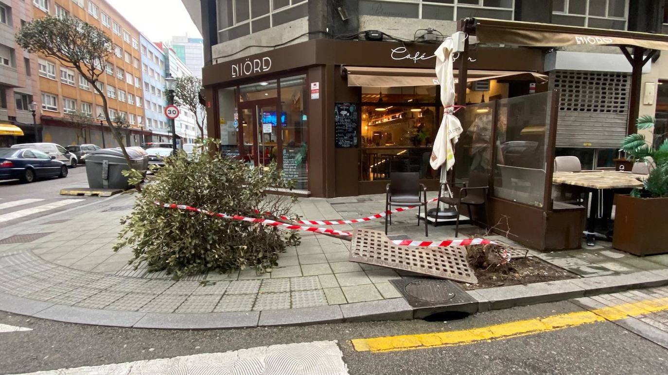 El viento ha tumbado un árbol en Gijón en el cruce entre las calles Aguado y Manso.