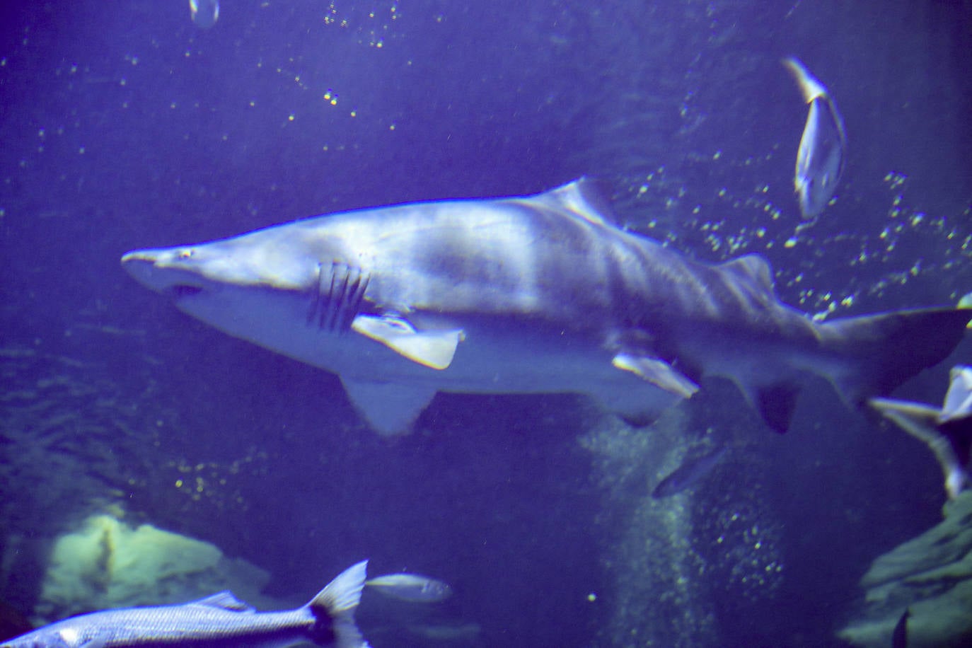 Así es &#039;Tiburones&#039;, la nueva exposición del Acuario de Gijón