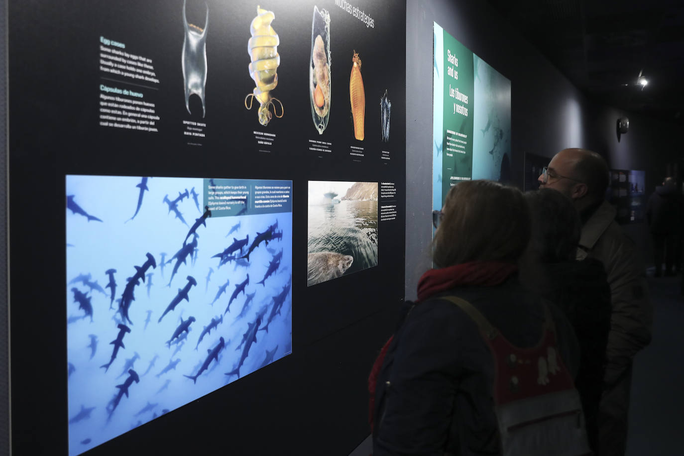 Así es &#039;Tiburones&#039;, la nueva exposición del Acuario de Gijón