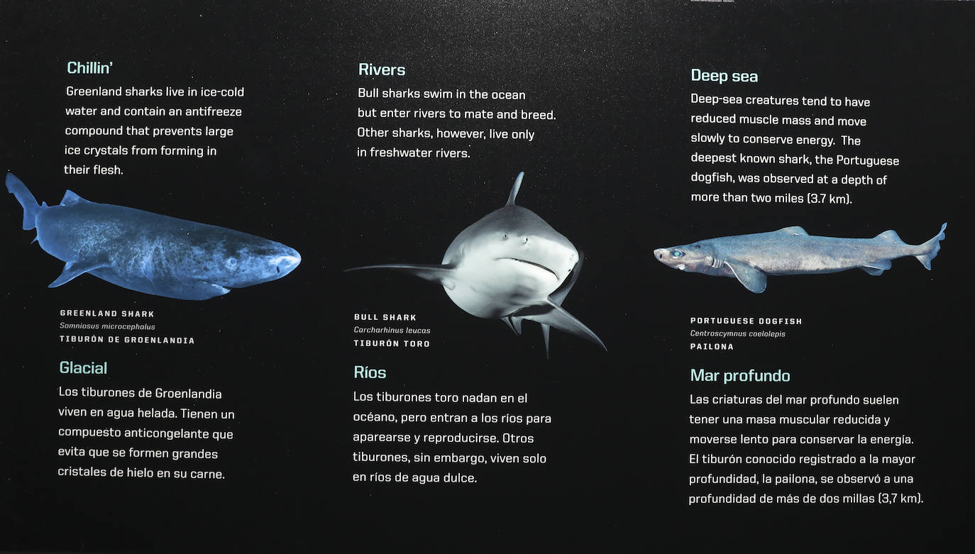 Así es &#039;Tiburones&#039;, la nueva exposición del Acuario de Gijón