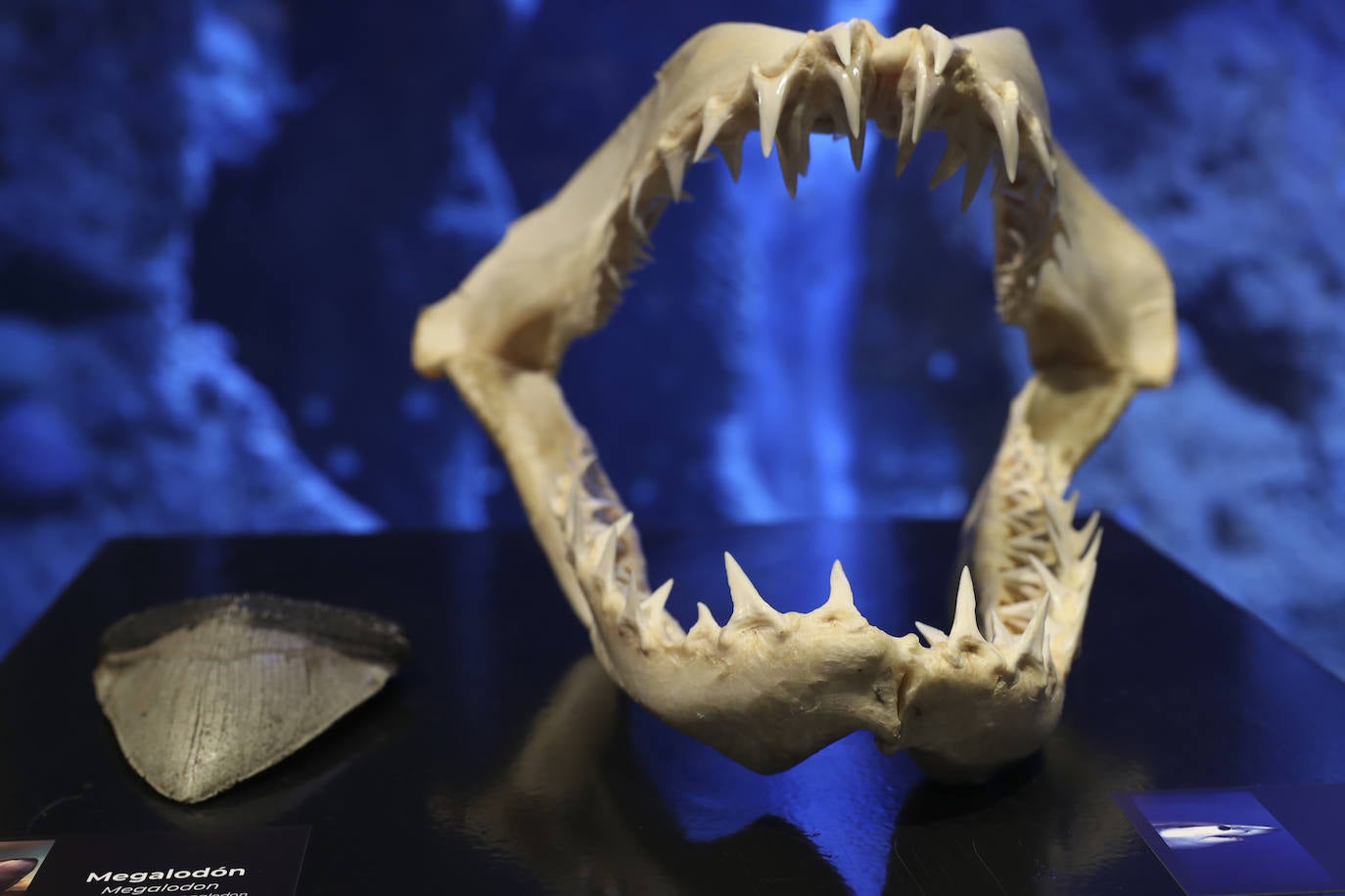 Así es &#039;Tiburones&#039;, la nueva exposición del Acuario de Gijón