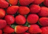Alerta sanitaria por la presencia de Hepatitis A en fresas procedentes de Marruecos