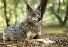 Un lobo ibérico, en la reserva natural de Marcelle