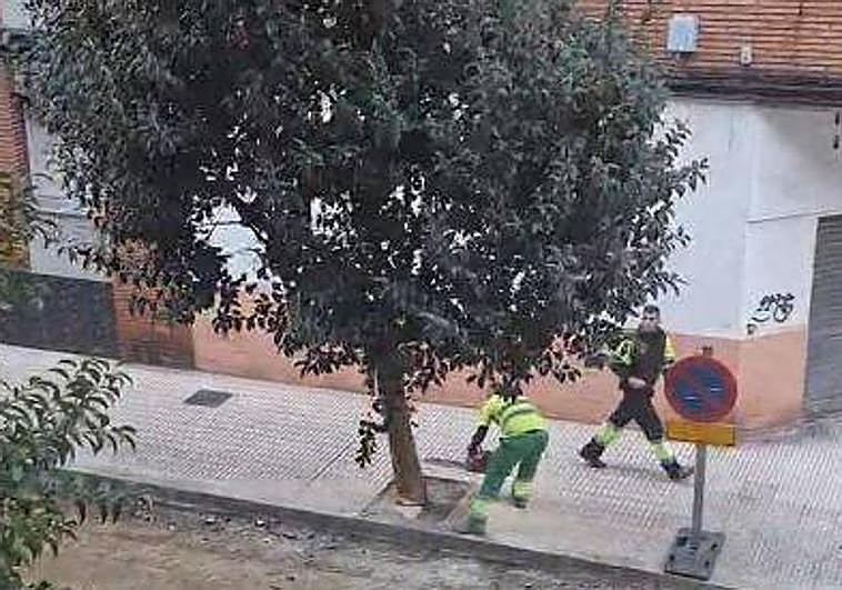 Operarios talando los árboles en la calle Venezuela, en el barrio de La Calzada.