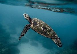 Una tortuga marina en el mar.