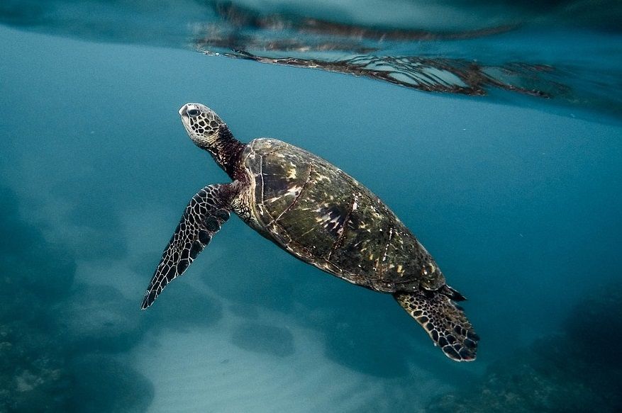 Una tortuga marina en el mar.