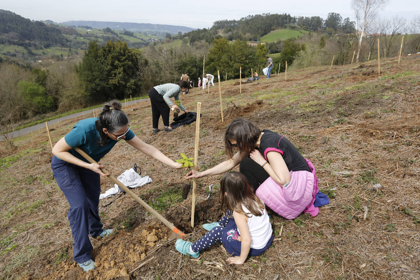 430 nuevos árboles para reforestar La Pedrera