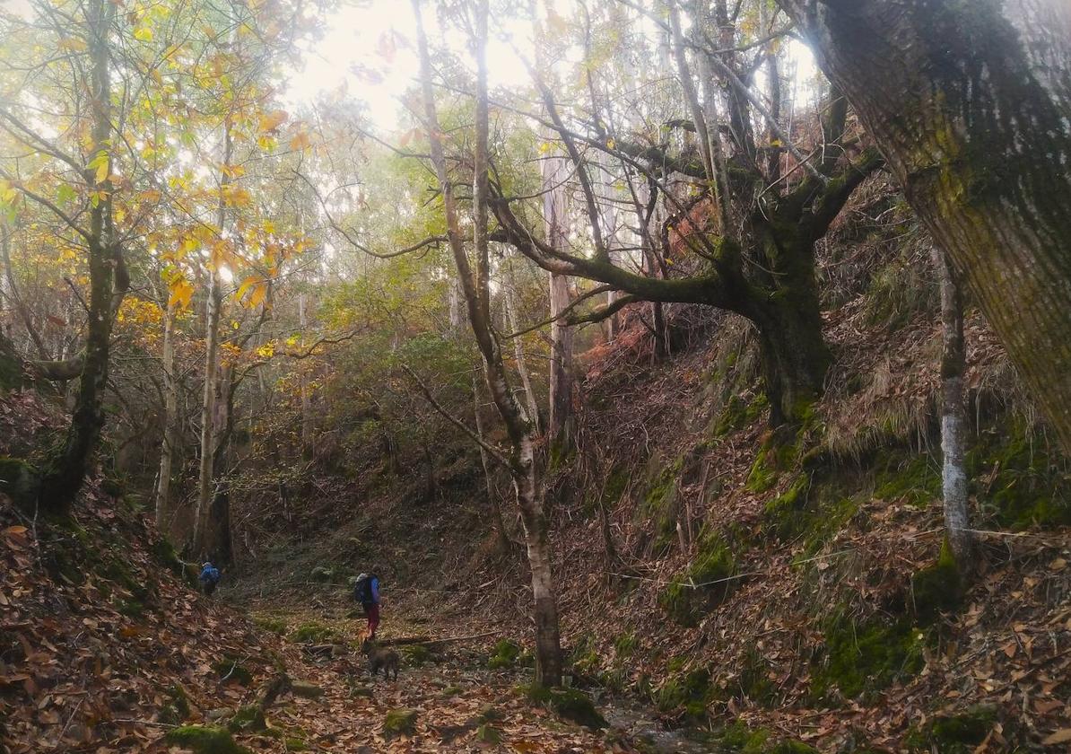 Tramo de bosque profundo en la Senda del Valle invisible, en San Roque del Acebal (Llanes)