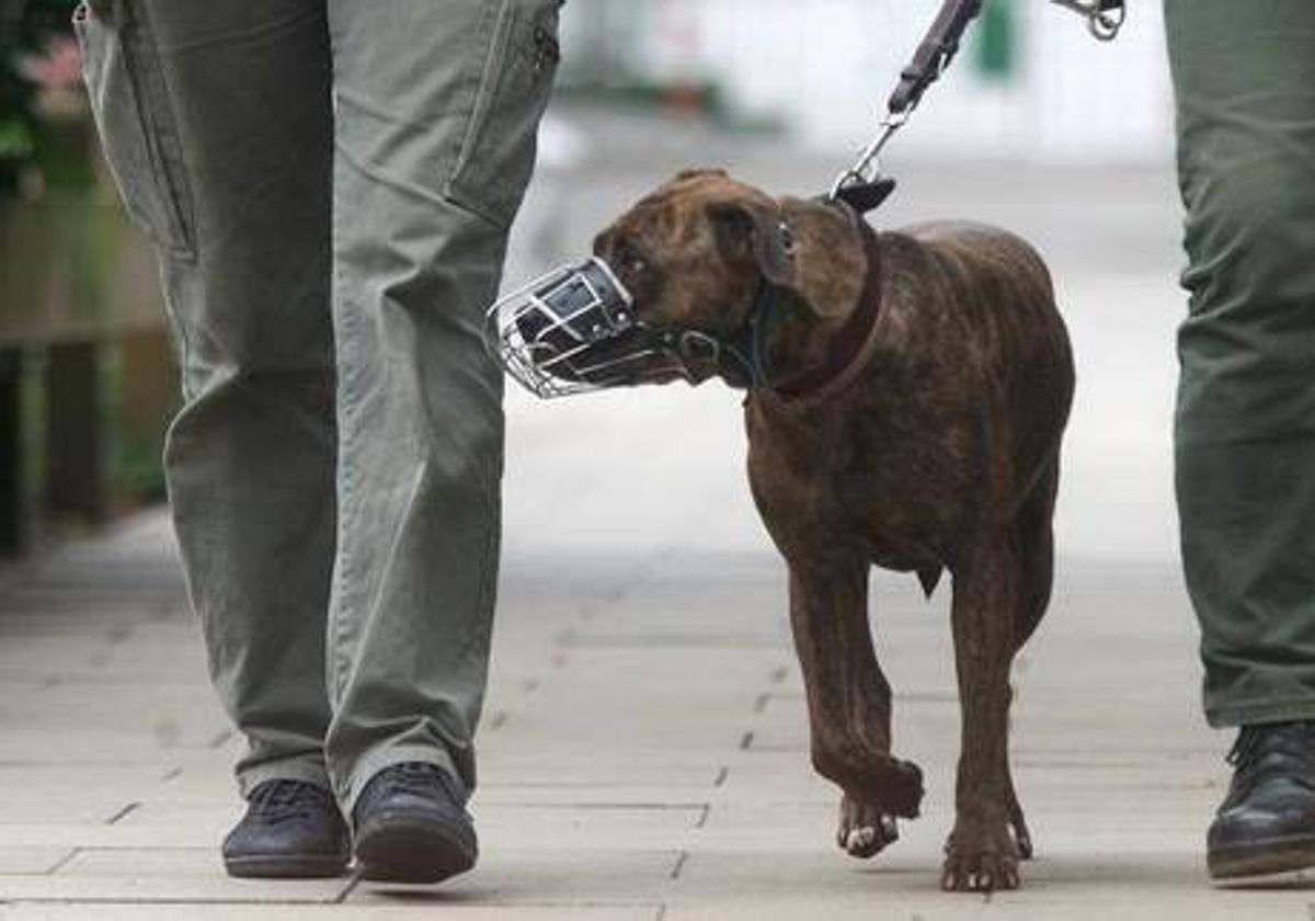 Un pit bull paseando por la calle con bozal y atado.