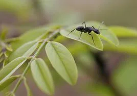 Preocupación por la reaparición de la 'hormiga loca': ¿podría llegar a Asturias esta especie invasora?