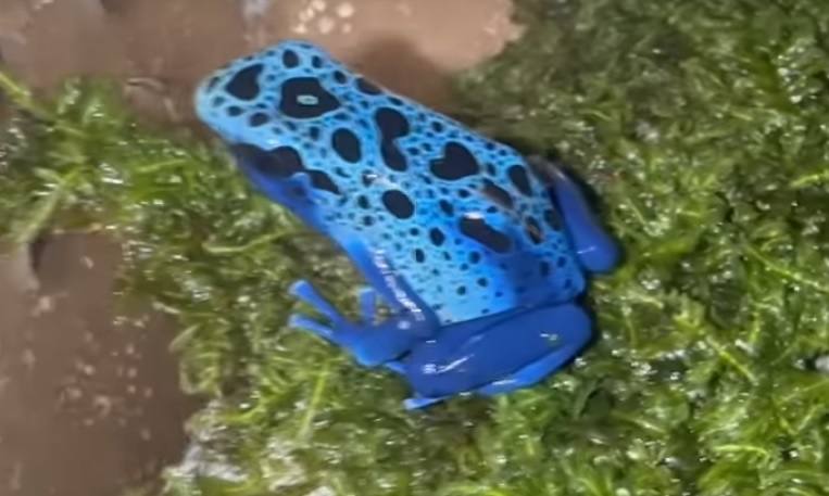 Una de las ranas dardo venenosa de Frank Cuesta.