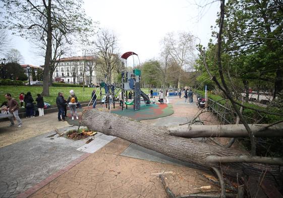 El árbol caído en la zona de juegos del Bombé.