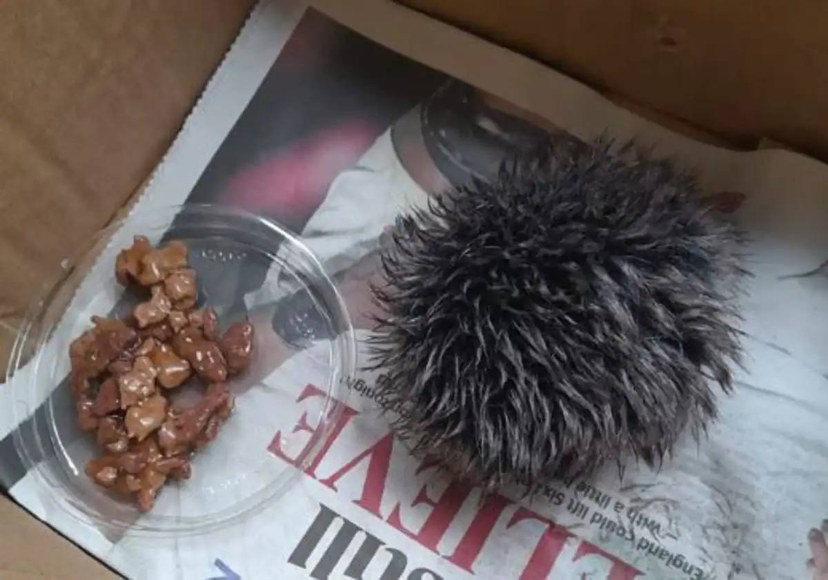 El 'erizo' en una caja junto a la comida que la mujer le dejó para que se recuperara.