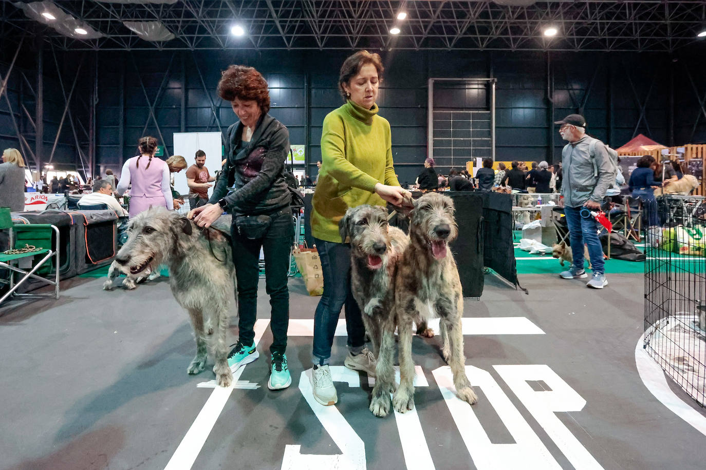 Las mascotas de Gijón dejan su huella en busca de la adopción