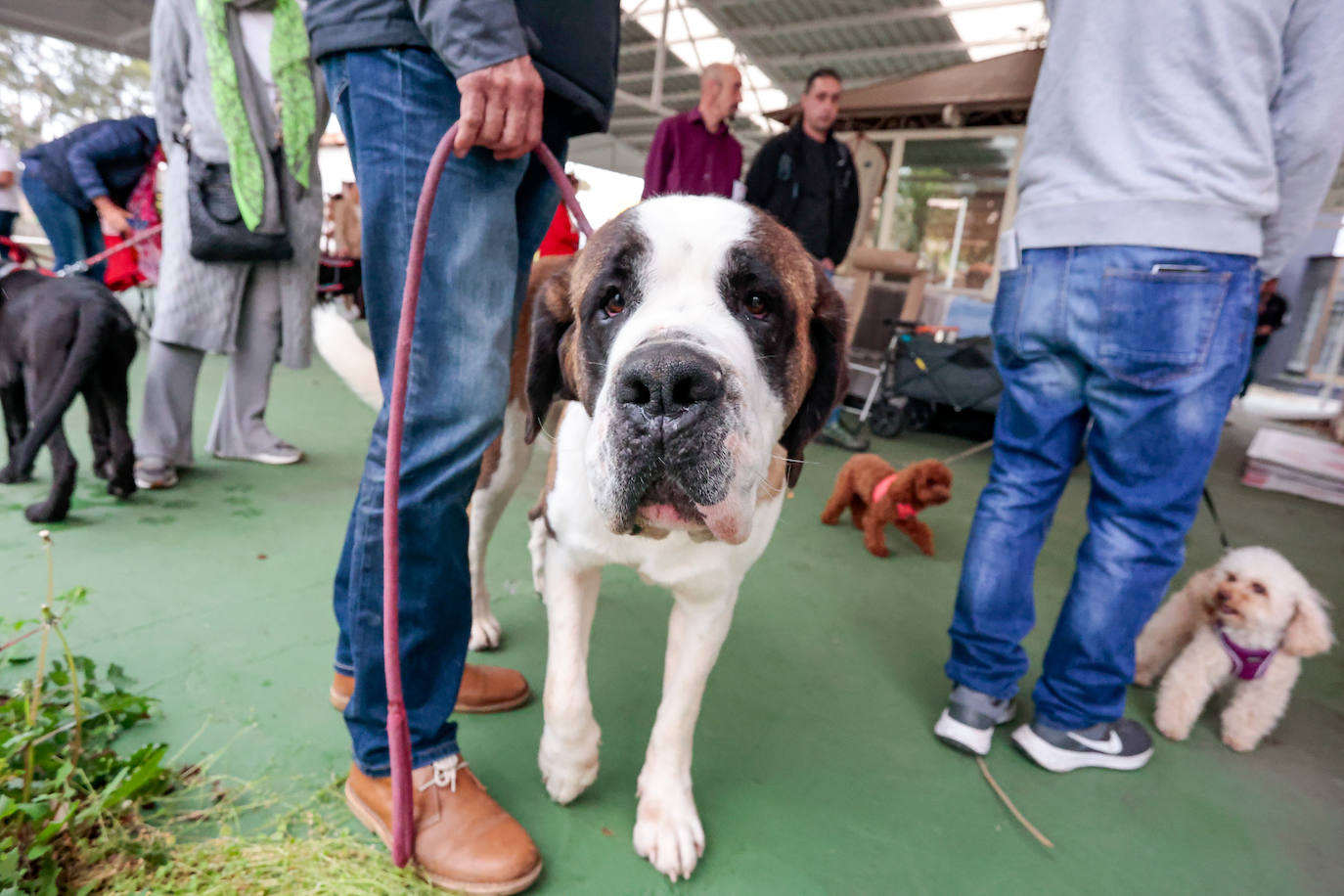 Las mascotas de Gijón dejan su huella en busca de la adopción