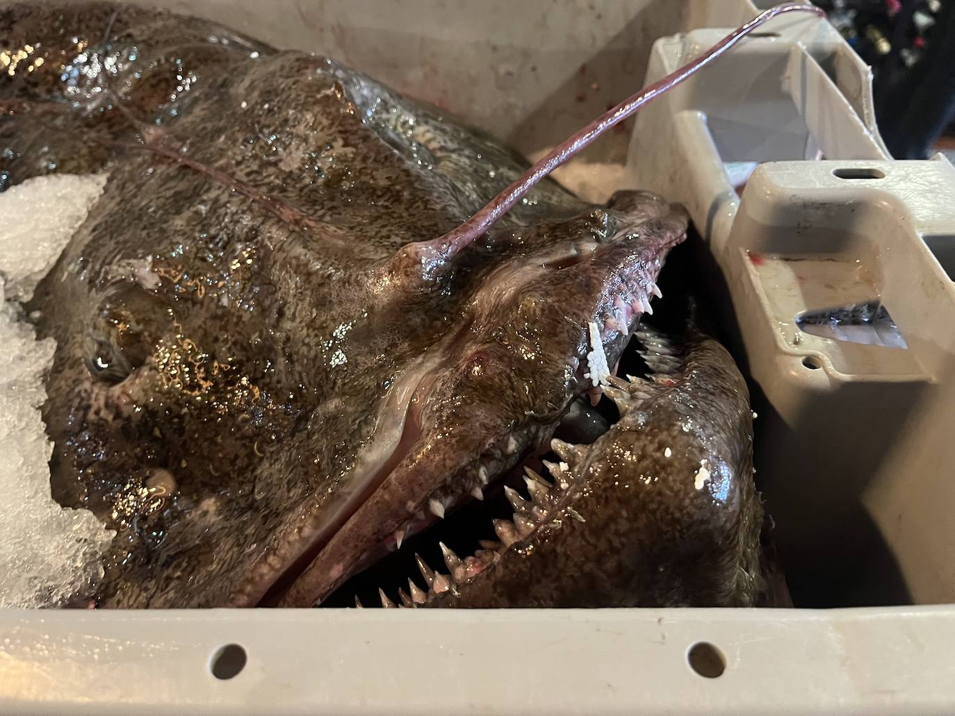 Así es el espectacular pixín de 55 kilos que se podrá degustar en Gijón