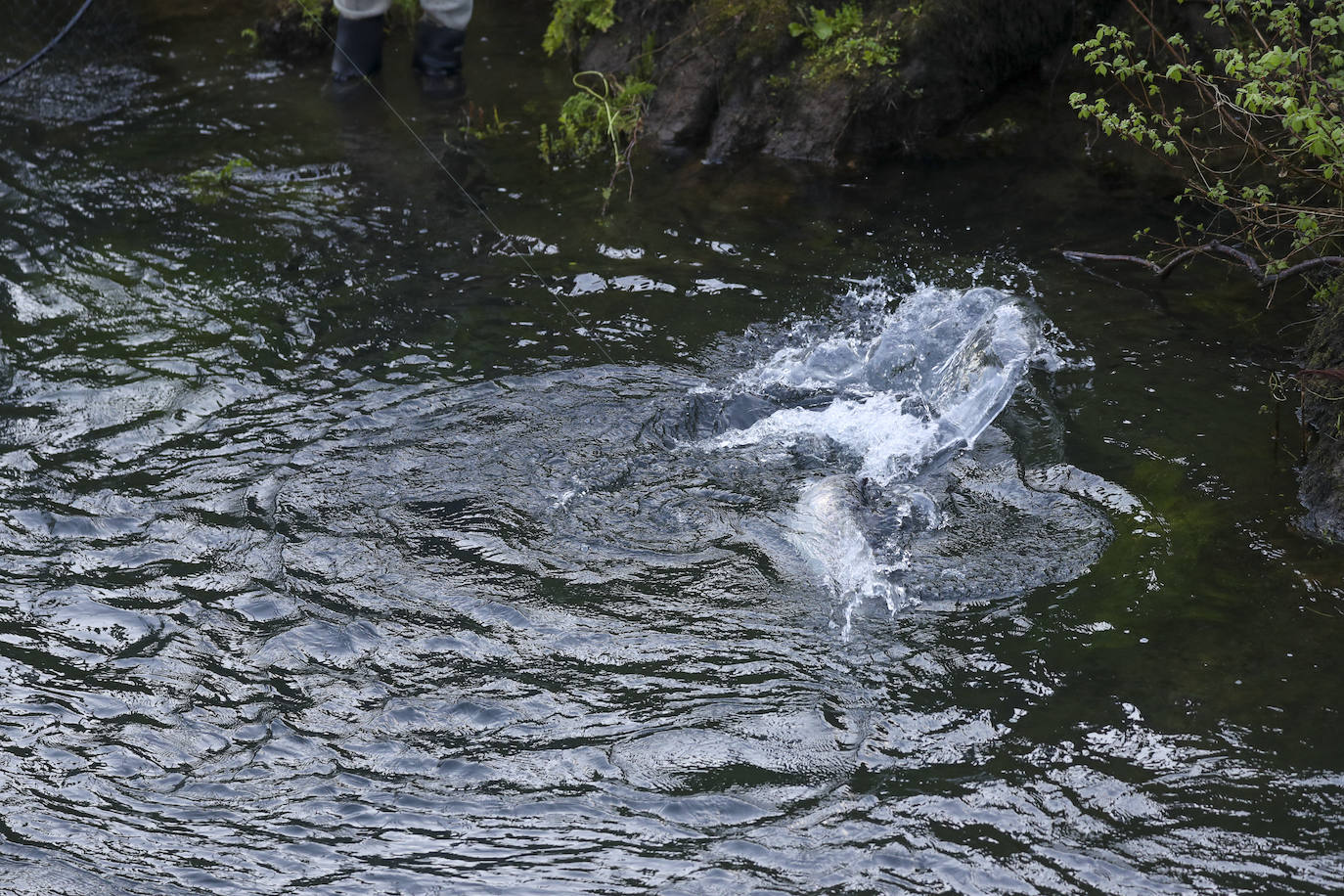 El campanu de Asturias sale en el río Narcea