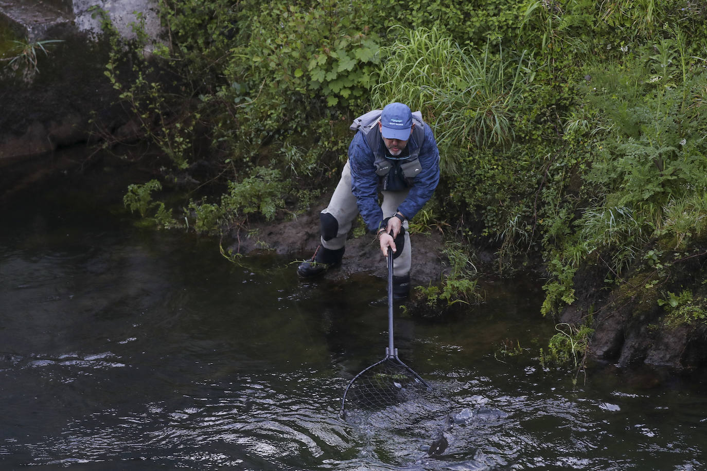 El campanu de Asturias sale en el río Narcea