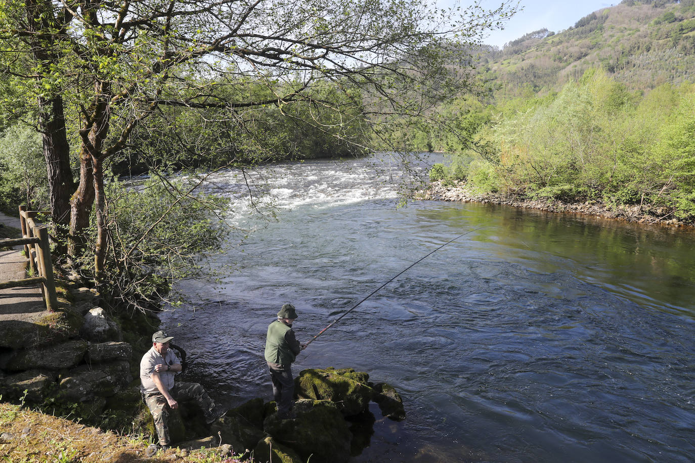 El campanu de Asturias sale en el río Narcea